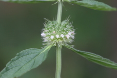 Leucas urticifolia